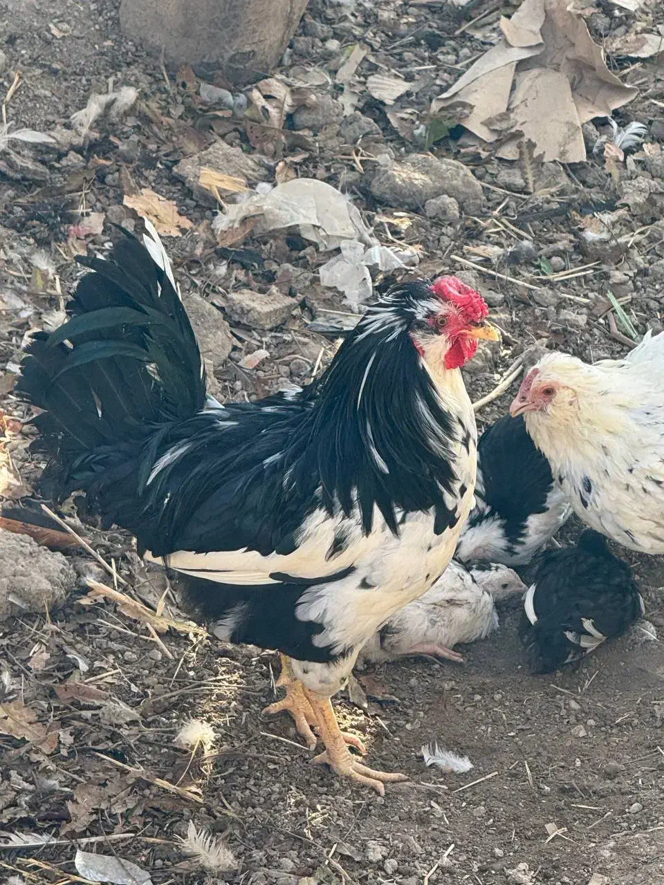 مرغ و خروس گلین|حیوانات مزرعه|ماهدشت, |دیوار