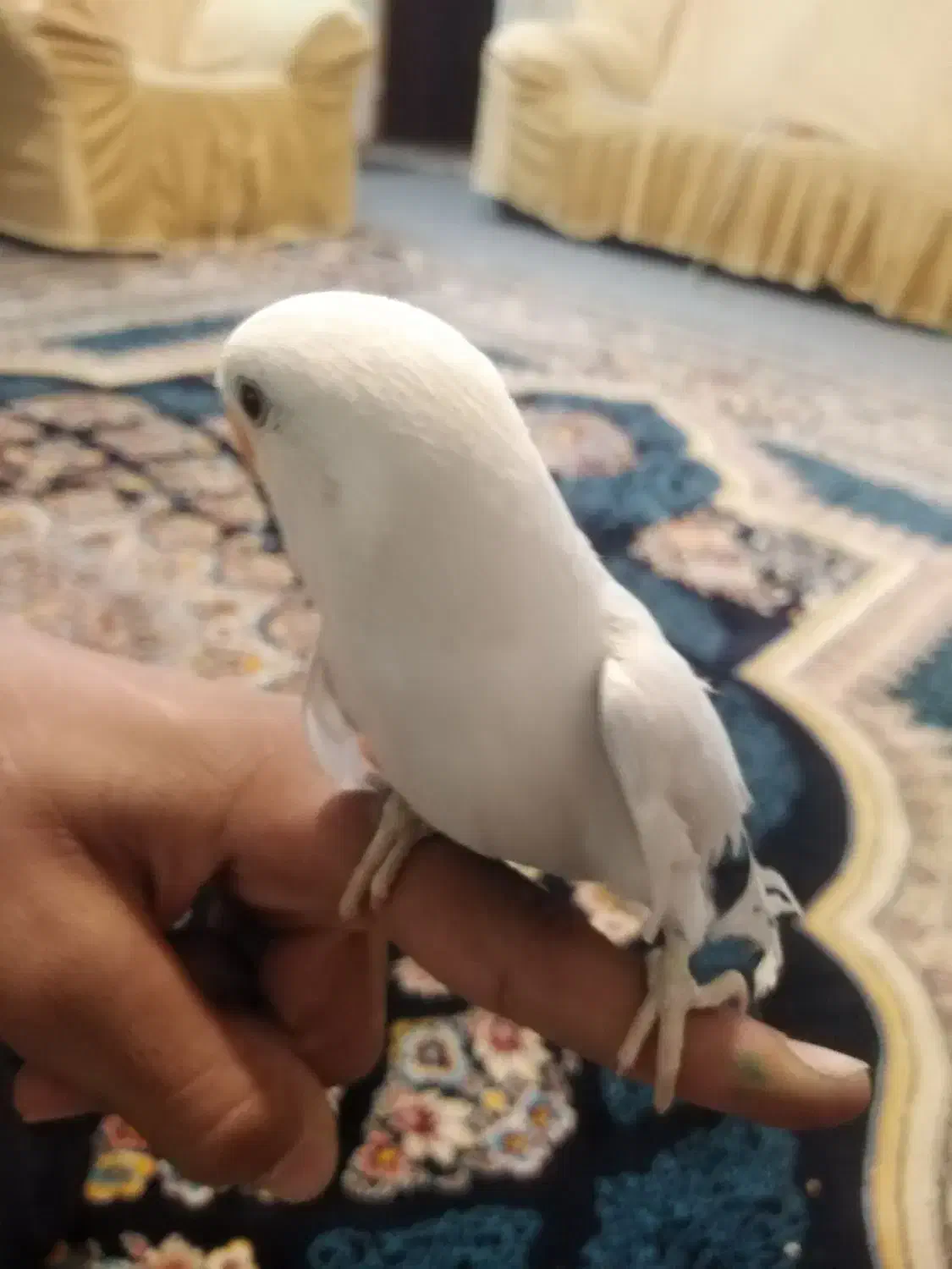 کوتوله دستی|پرنده|شهرضا, |دیوار