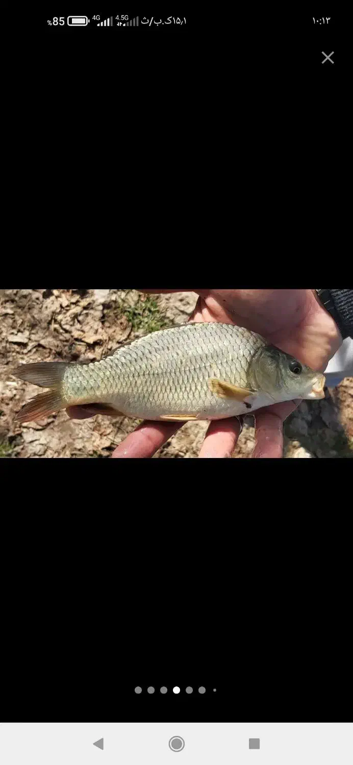 بچه ماهی  پرورشی کپورطلایی و آمور . اسپلش|ماهی|ارومیه, |دیوار