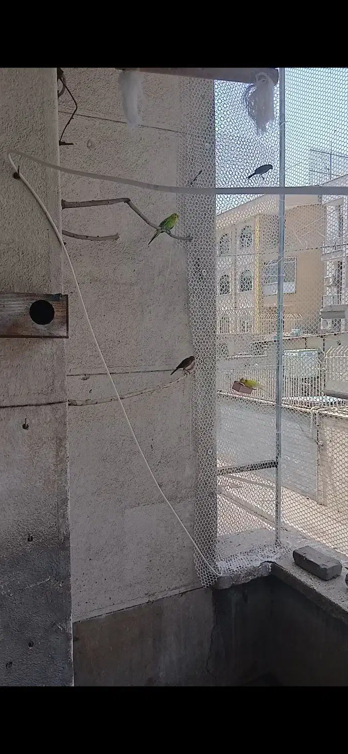 مرغ عشق و فنچ|پرنده|تهران, فلسطین (میدان انقلاب)|دیوار