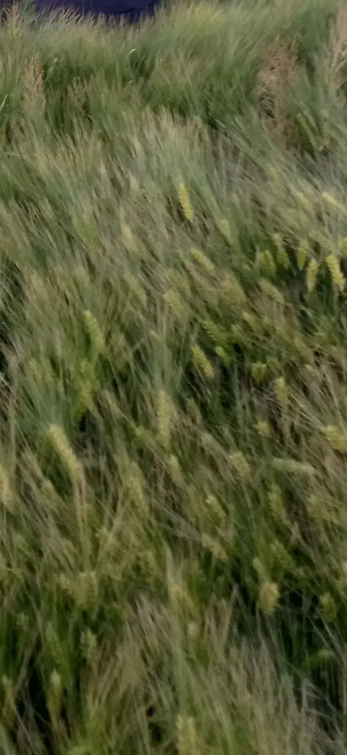 بذر جو آبی رقم بهمن|عمدهفروشی|لالجین, |دیوار