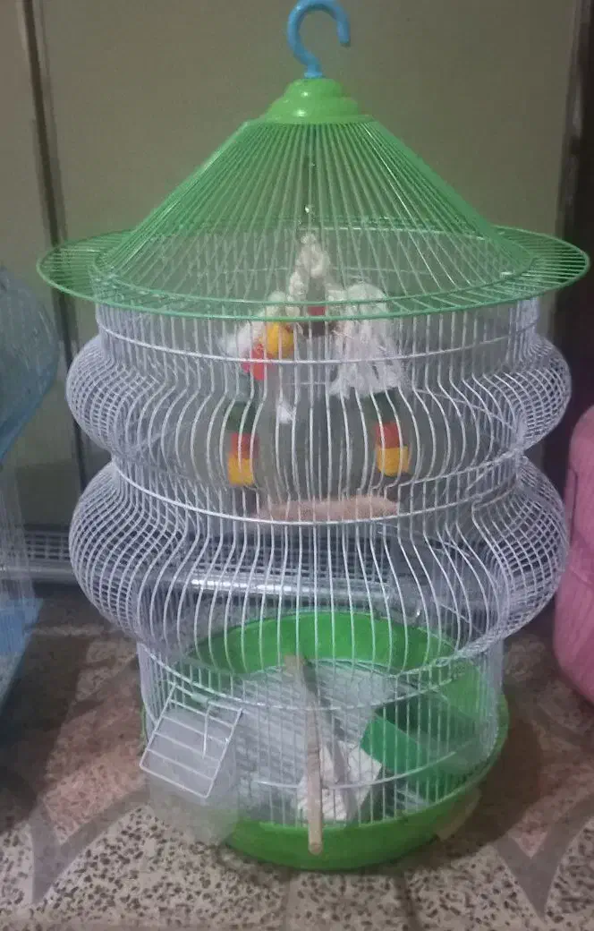 دو عدد قفس|لوازم جانبی حیوانات|رشت, پیرکلاچای|دیوار