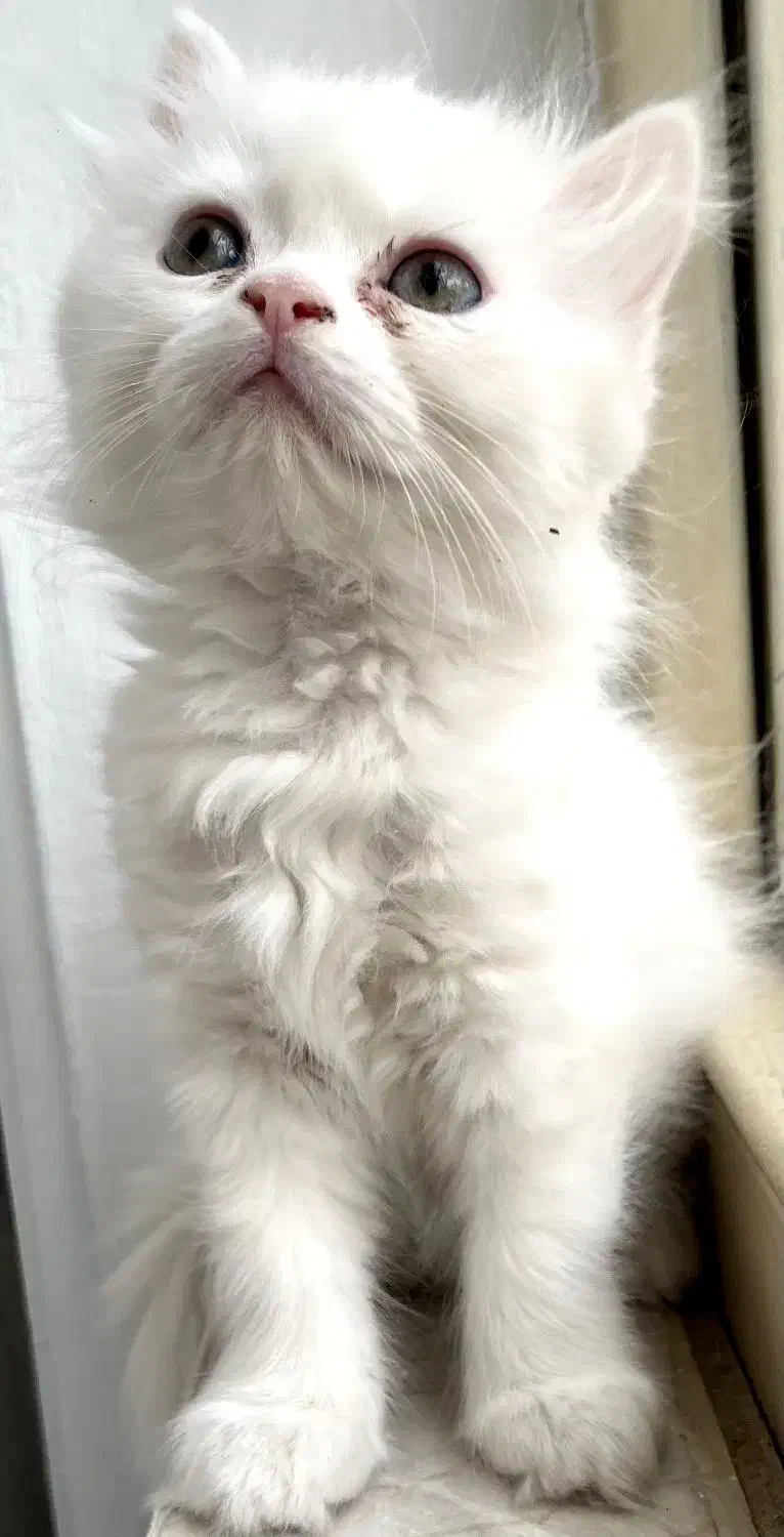 بریتیش|گربه|کرمانشاه, |دیوار