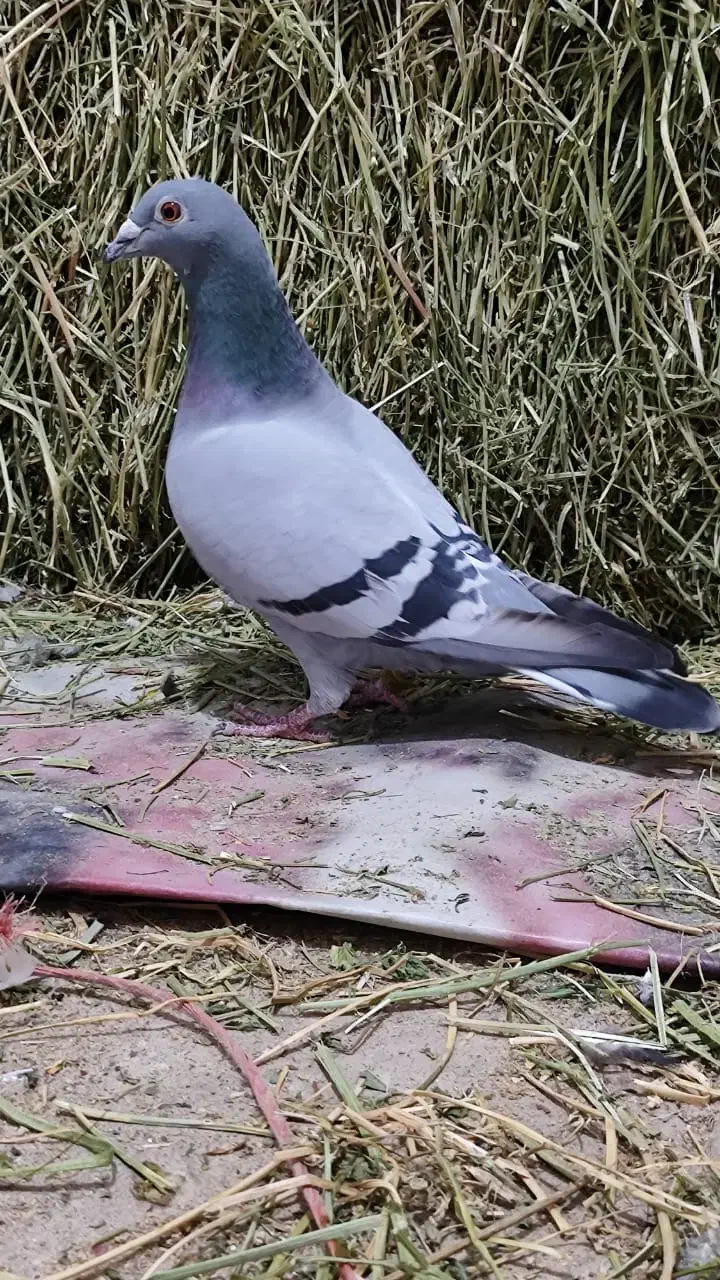 پرنده|پرنده|سوسنگرد, |دیوار