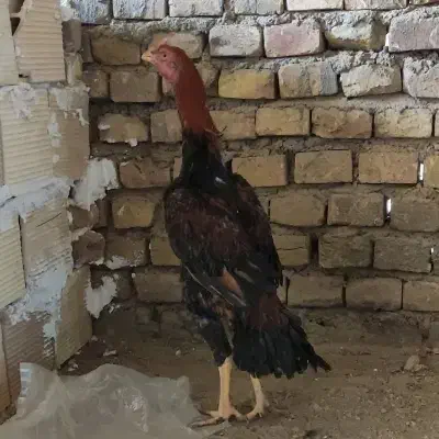 مرغ خروس لاری|حیوانات مزرعه|یزد, |دیوار