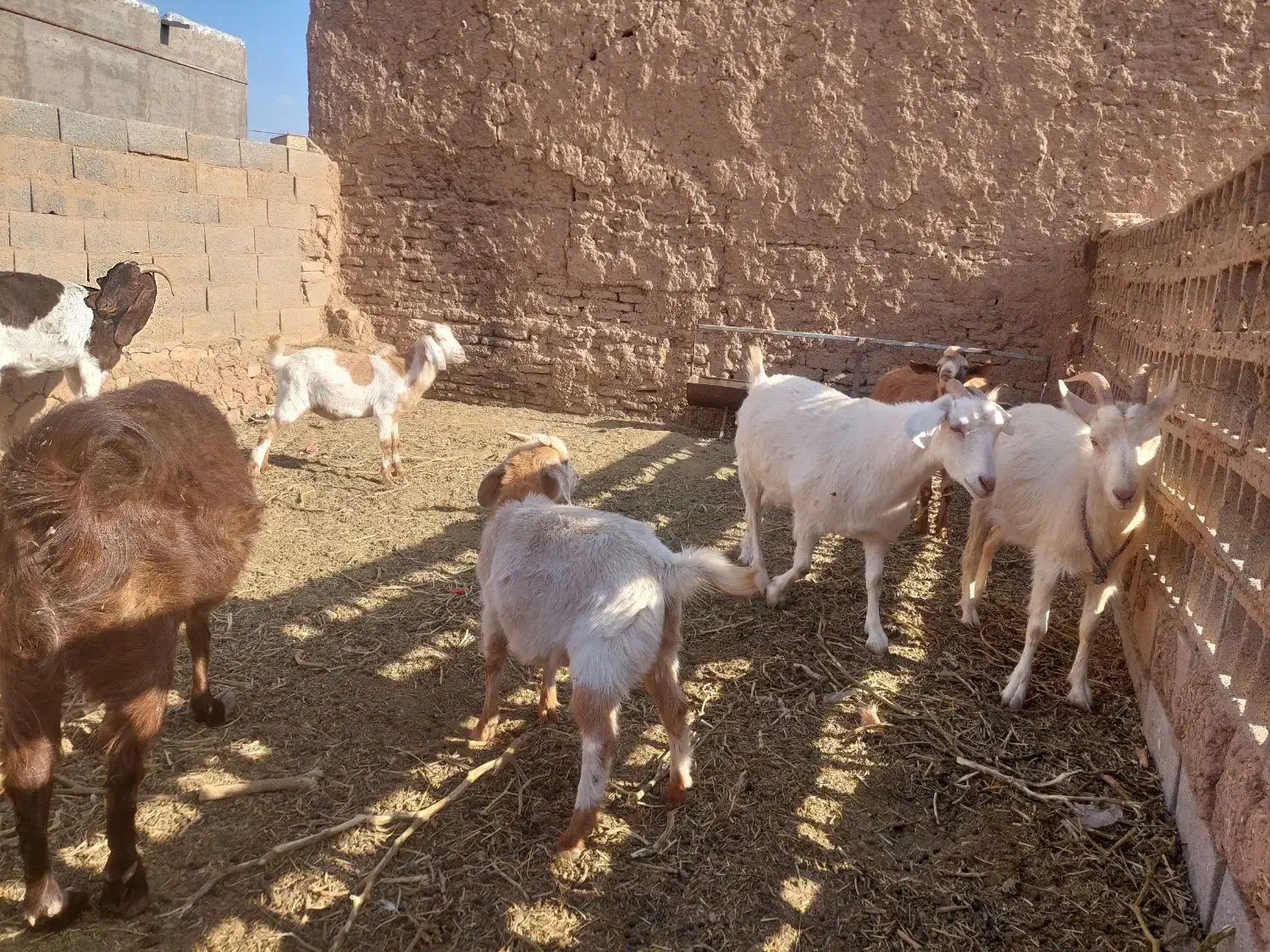 بز فروشی|حیوانات مزرعه|تربت جام, جامرود|دیوار