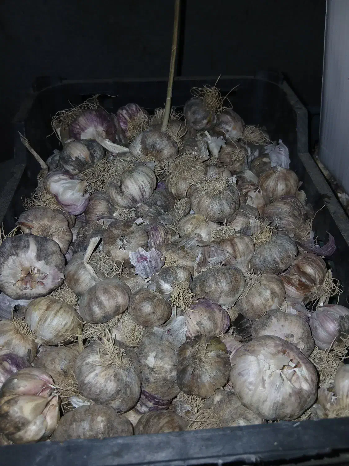سیر سالم|خوردنی و آشامیدنی|آبش احمد, |دیوار