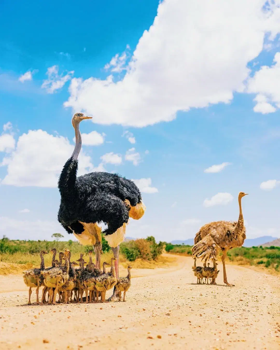 مشاوره در مورد پرورش شتر مرغ|فعالیت داوطلبانه تحقیقاتی|یزد, |دیوار