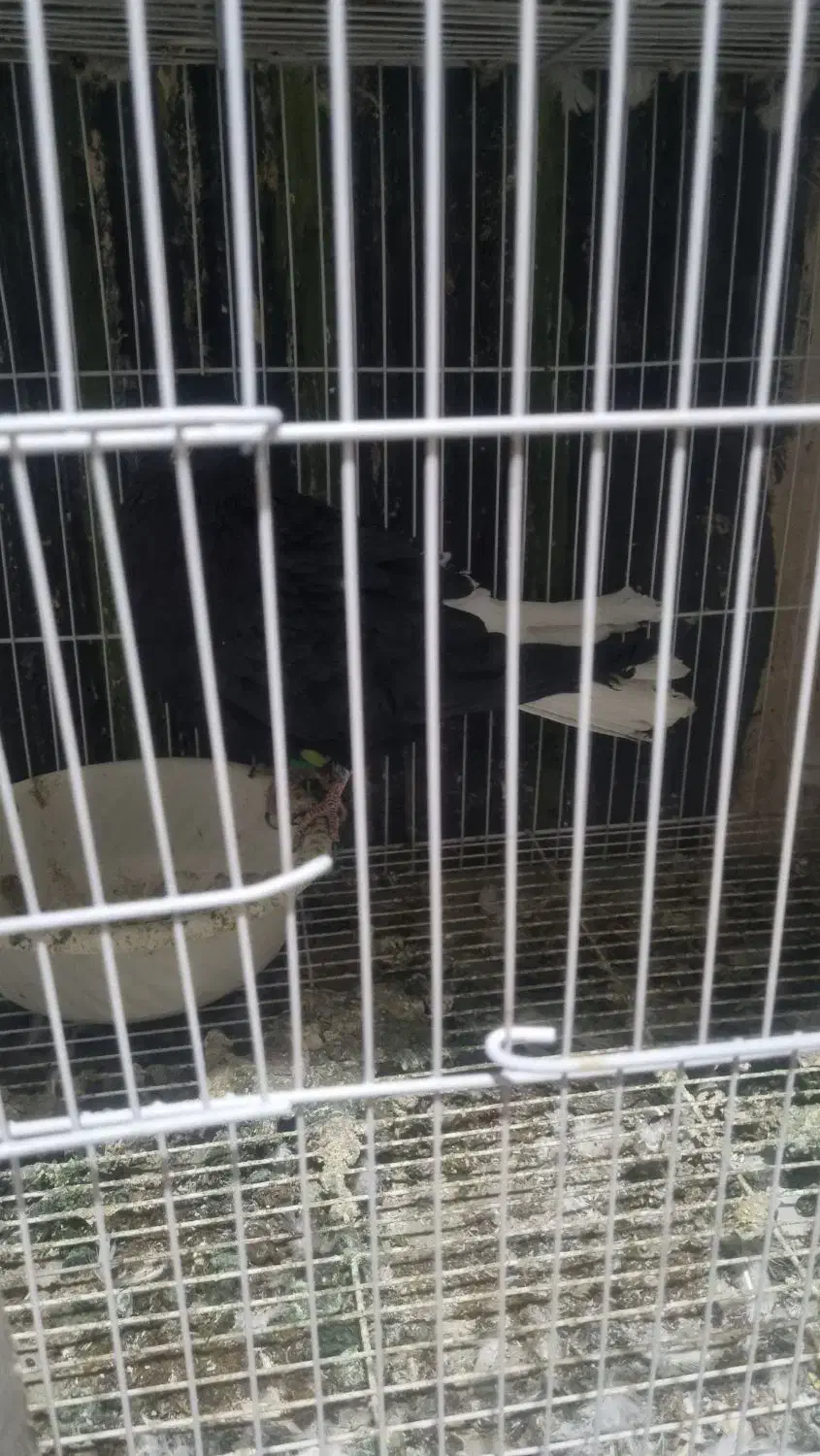 تعدادی کفتر مفت|پرنده|نیشابور, پارک منابع طبیعی|دیوار