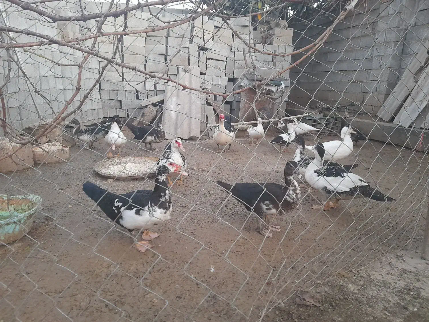 اردک، سیکا، مرغابی فروشی|حیوانات مزرعه|فرح آباد, |دیوار