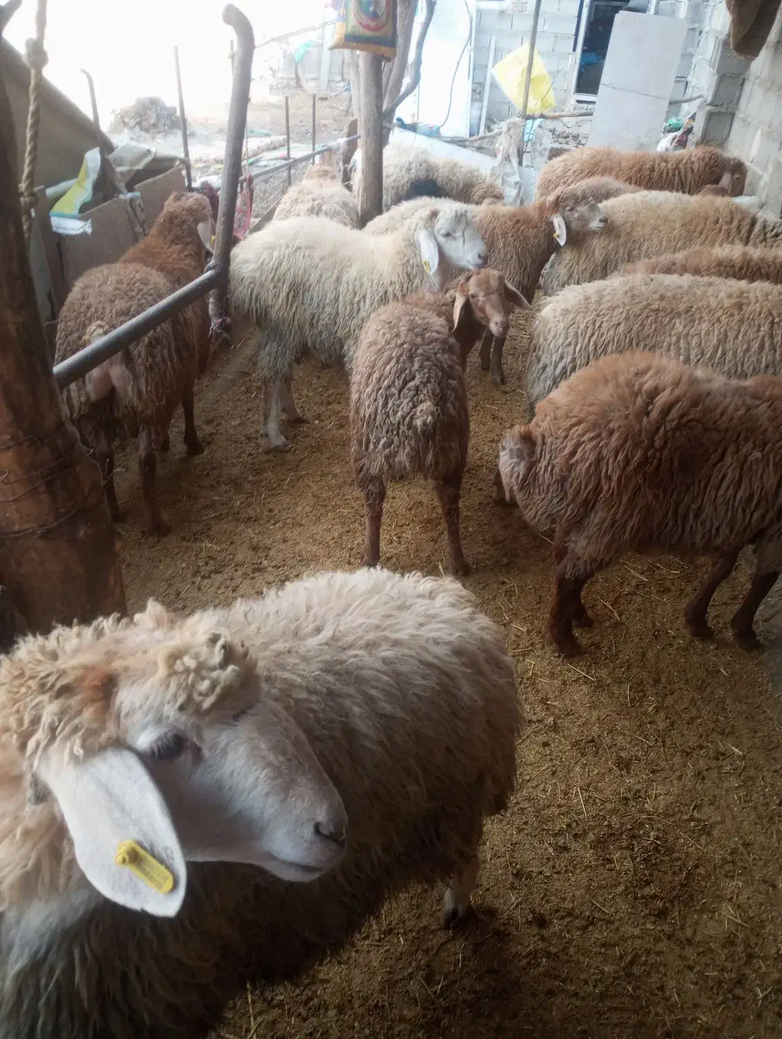 بره بز|حیوانات مزرعه|مشگین شهر, |دیوار