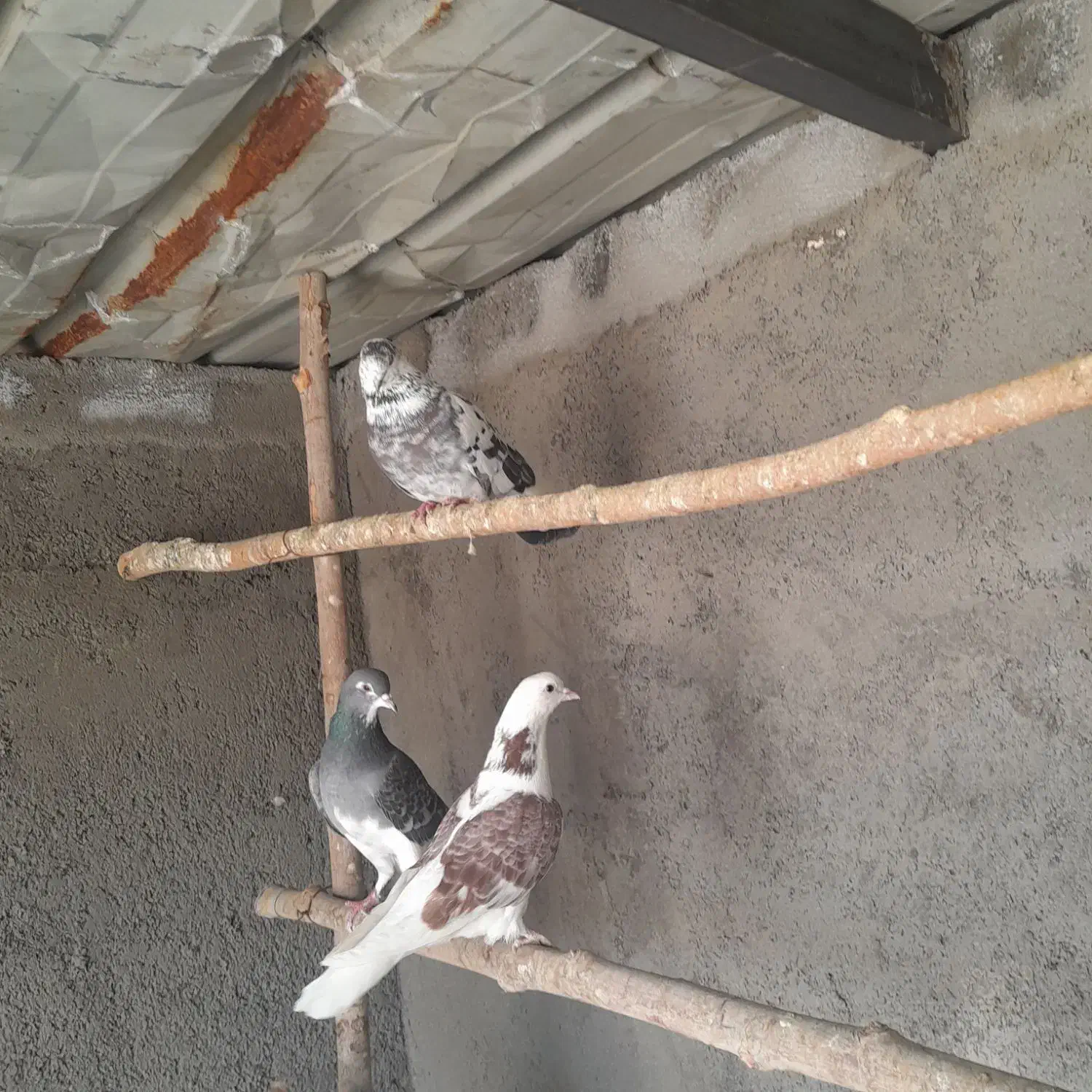 کبوتر|پرنده|مبارکه, |دیوار