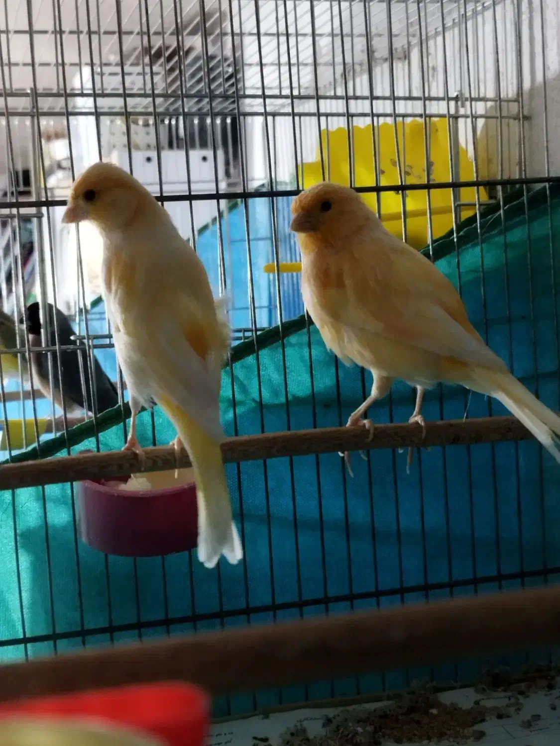 قناری|پرنده|سنندج, |دیوار