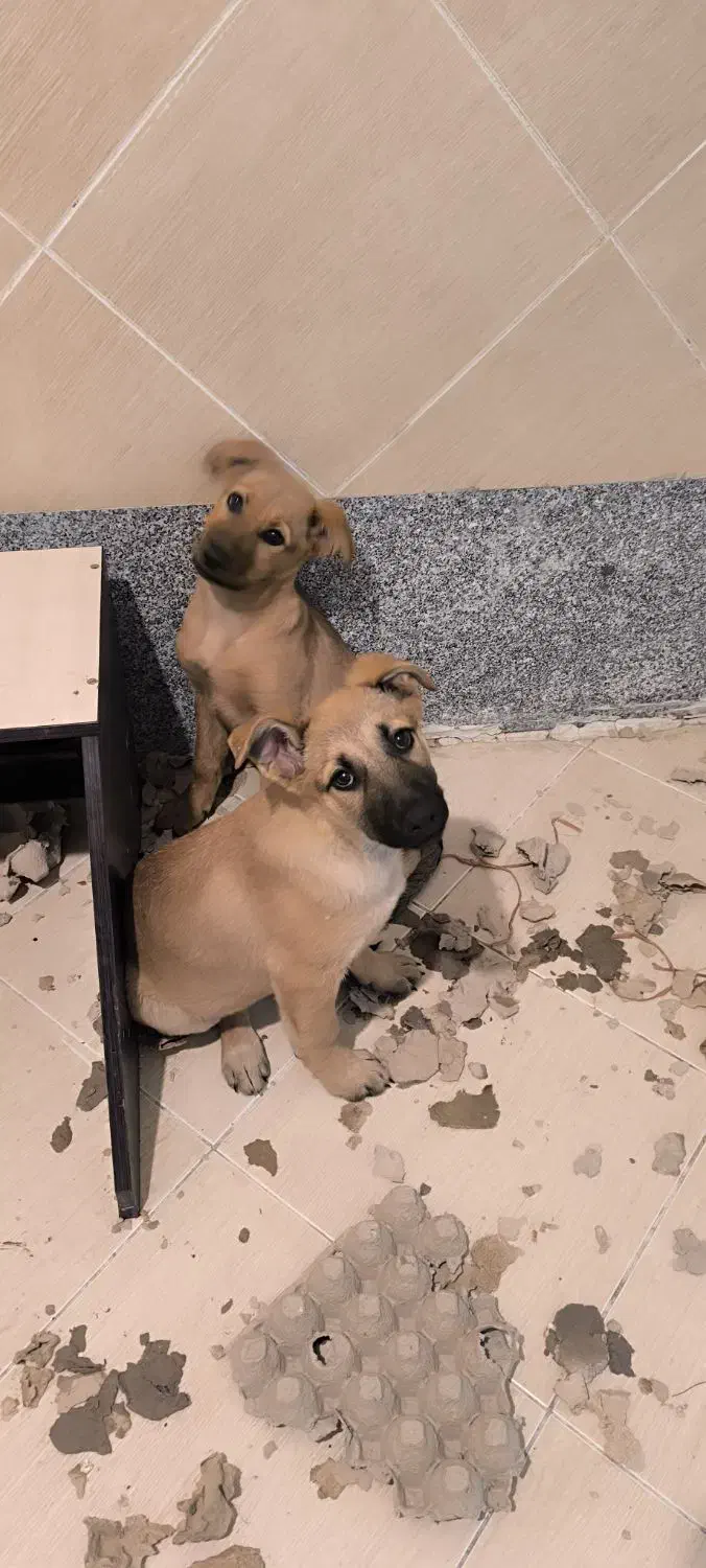 واگذاری سگ ژرمن شپرد|سگ|قم, باجک یک|دیوار