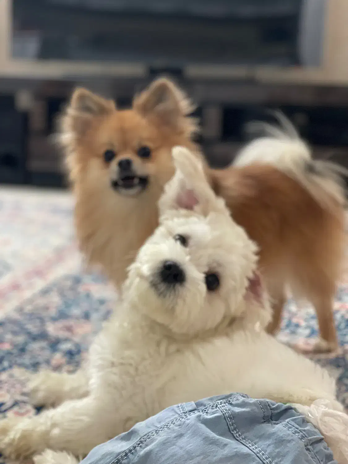 سگ پامرانین و شیتزو|سگ|مشهد, آبکوه|دیوار