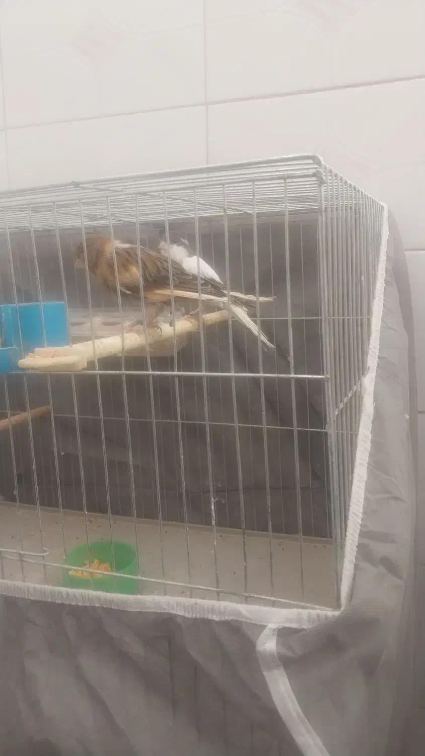 ۳جفت قناری بفروش میرسد|پرنده|میبد, |دیوار