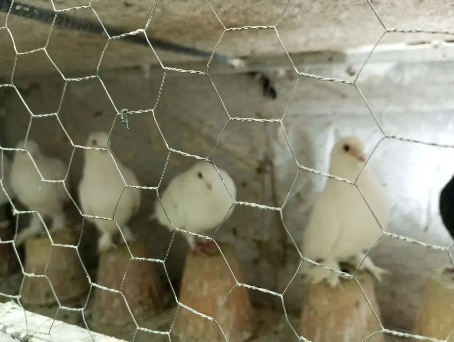 لوتی کبوتر|پرنده|تبریز, |دیوار