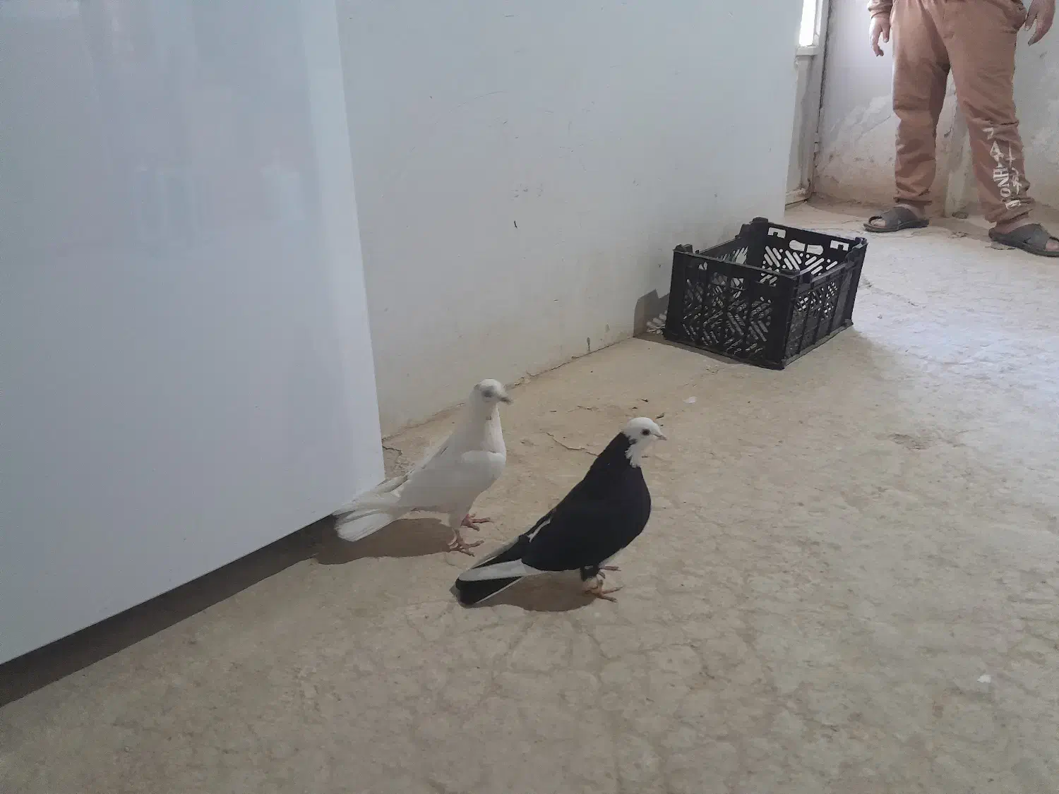 دو عدد ماده یک یک|پرنده|معصومیه, |دیوار