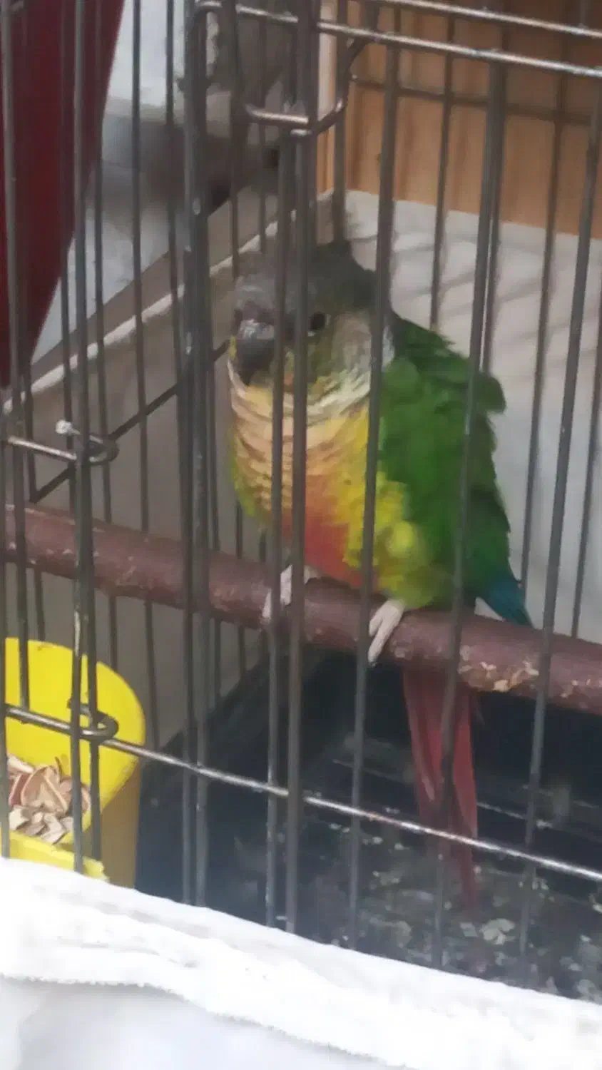 طوطی گرینچک بالغ|پرنده|ری, ظهیرآباد|دیوار