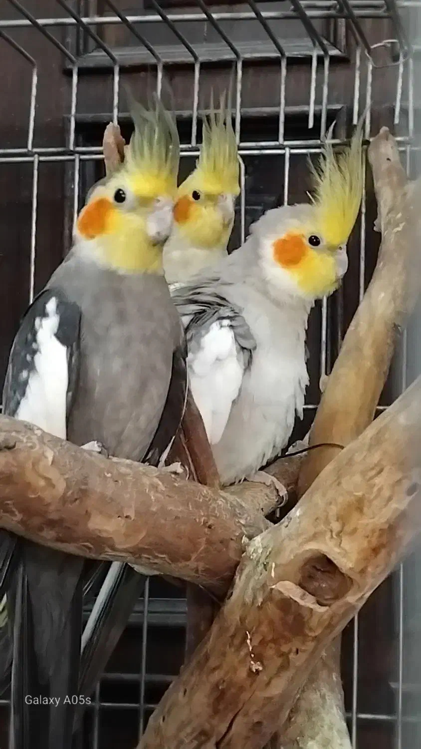 مرغ عروس فروشی|پرنده|کاشان, فاز ۱ ناجی آباد|دیوار