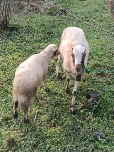 گوسفند و بره|حیوانات مزرعه|شفت, |دیوار