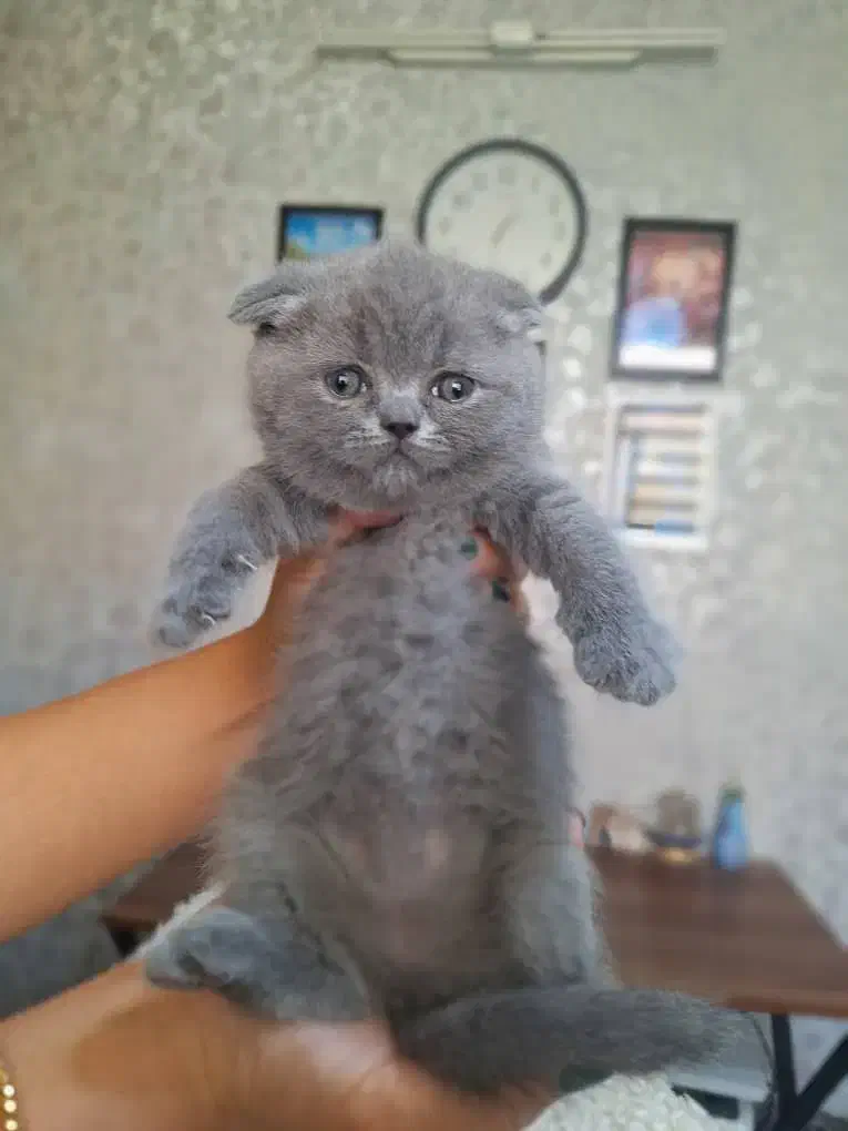 اصیل ترین گربه های بلو|گربه|جم, |دیوار