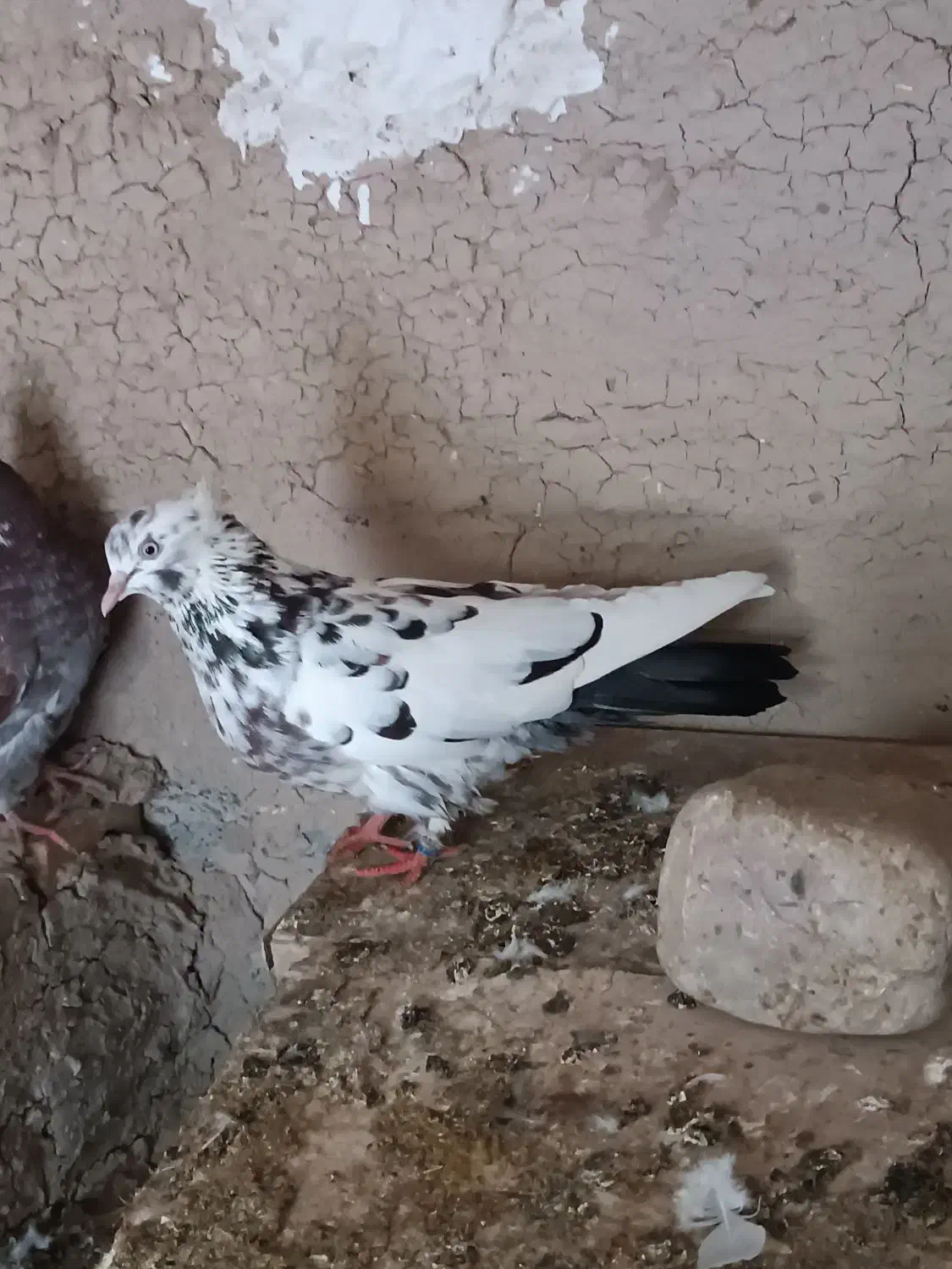 کبوتر|پرنده|خاوران, |دیوار