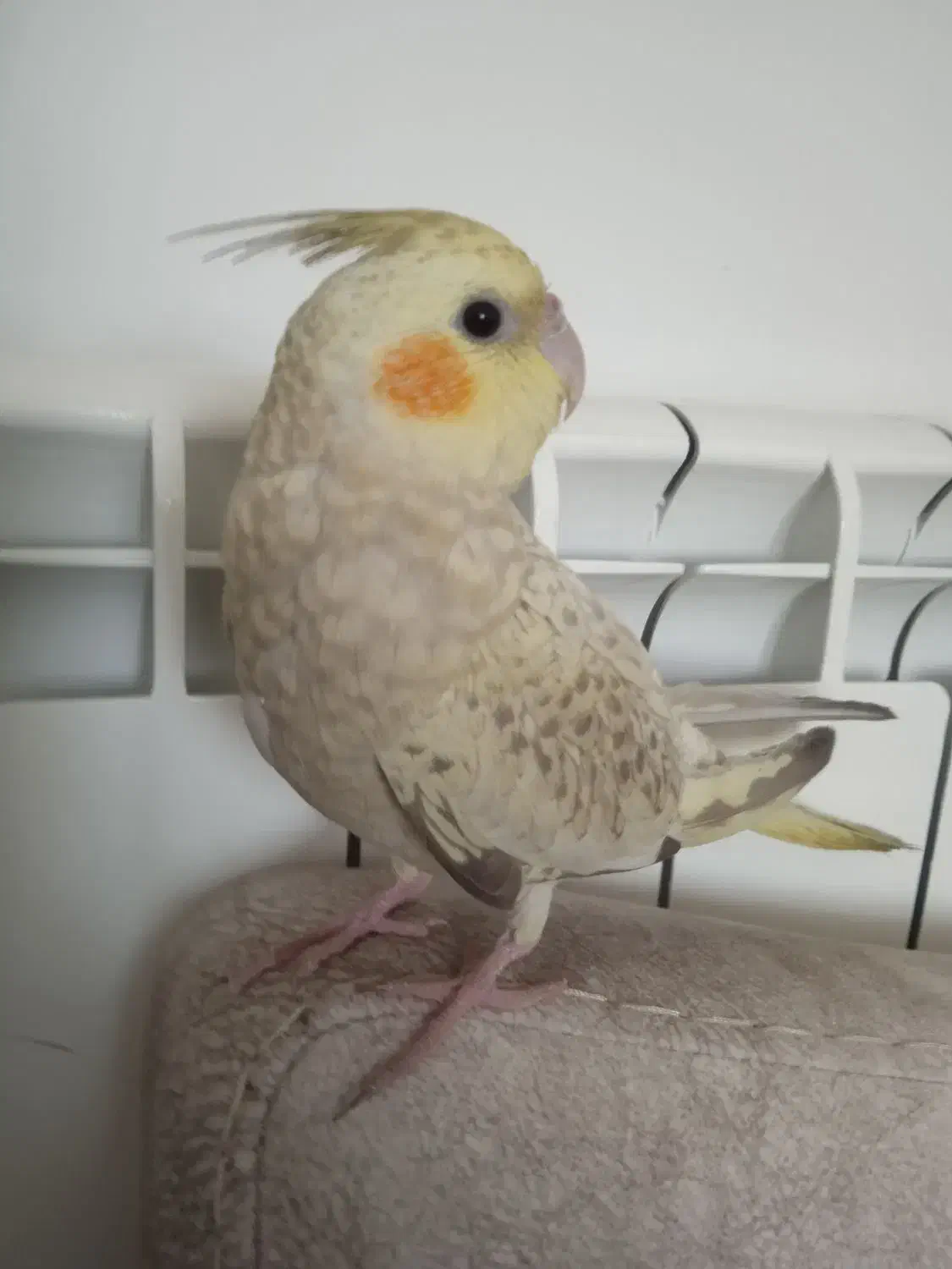 عروس هلندی گم شده ( مژدگانی )|حیوانات|گلپایگان, |دیوار