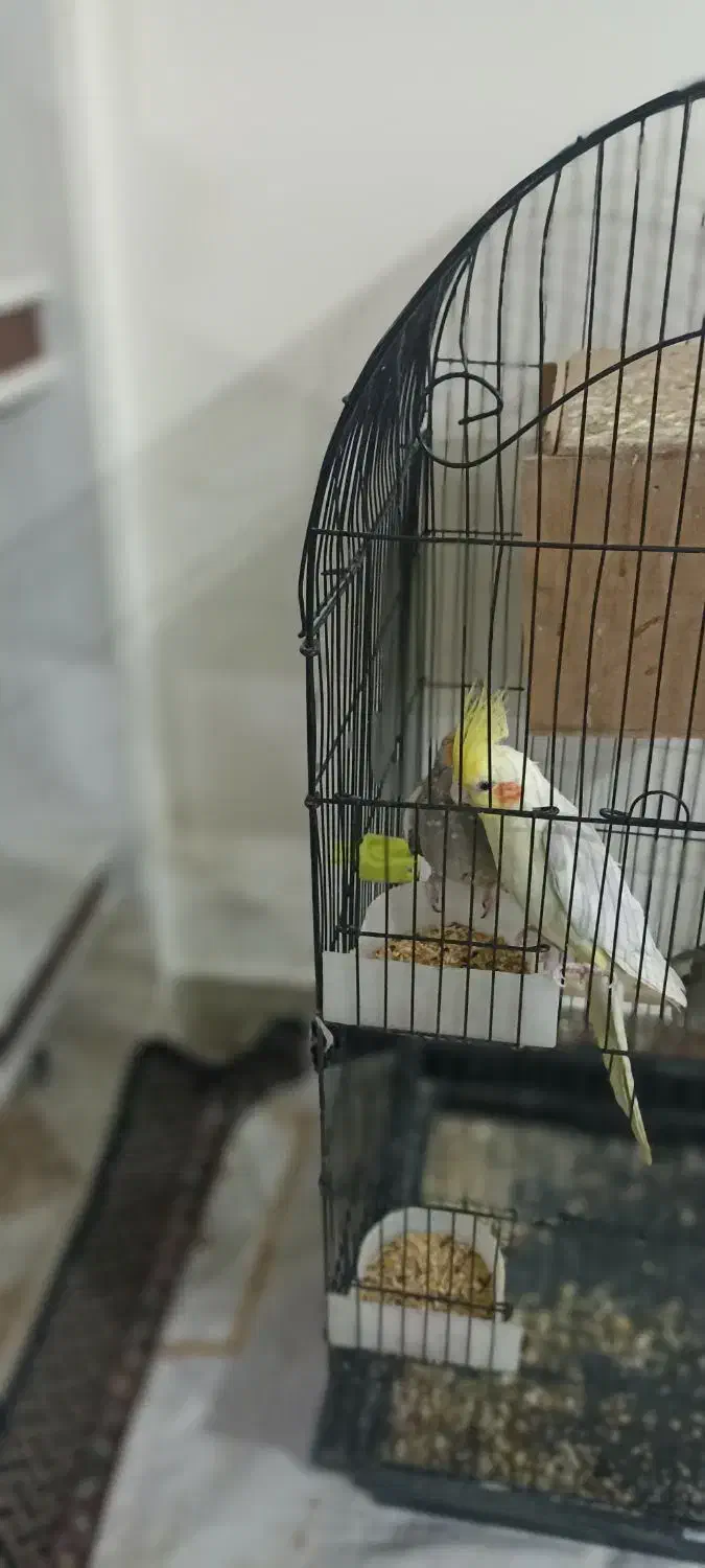 عروس هلندی با جوجه|پرنده|پاکدشت, پاکدشت (مامازند)|دیوار