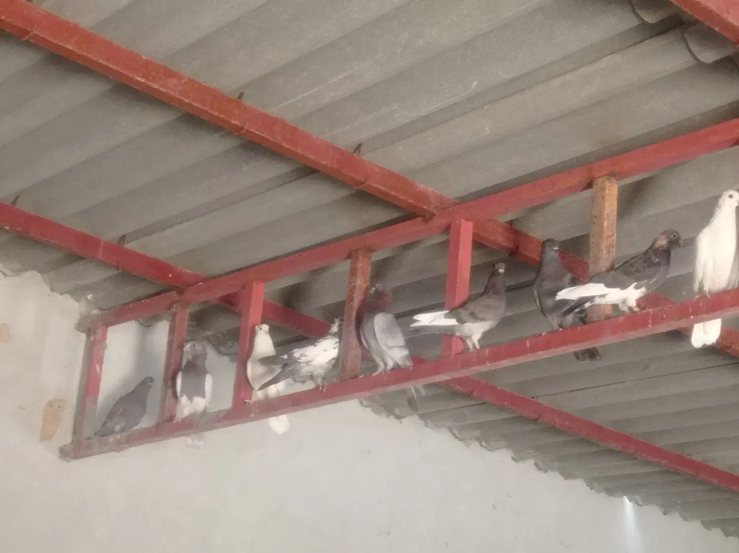 پرنده.|پرنده|دهدشت, |دیوار