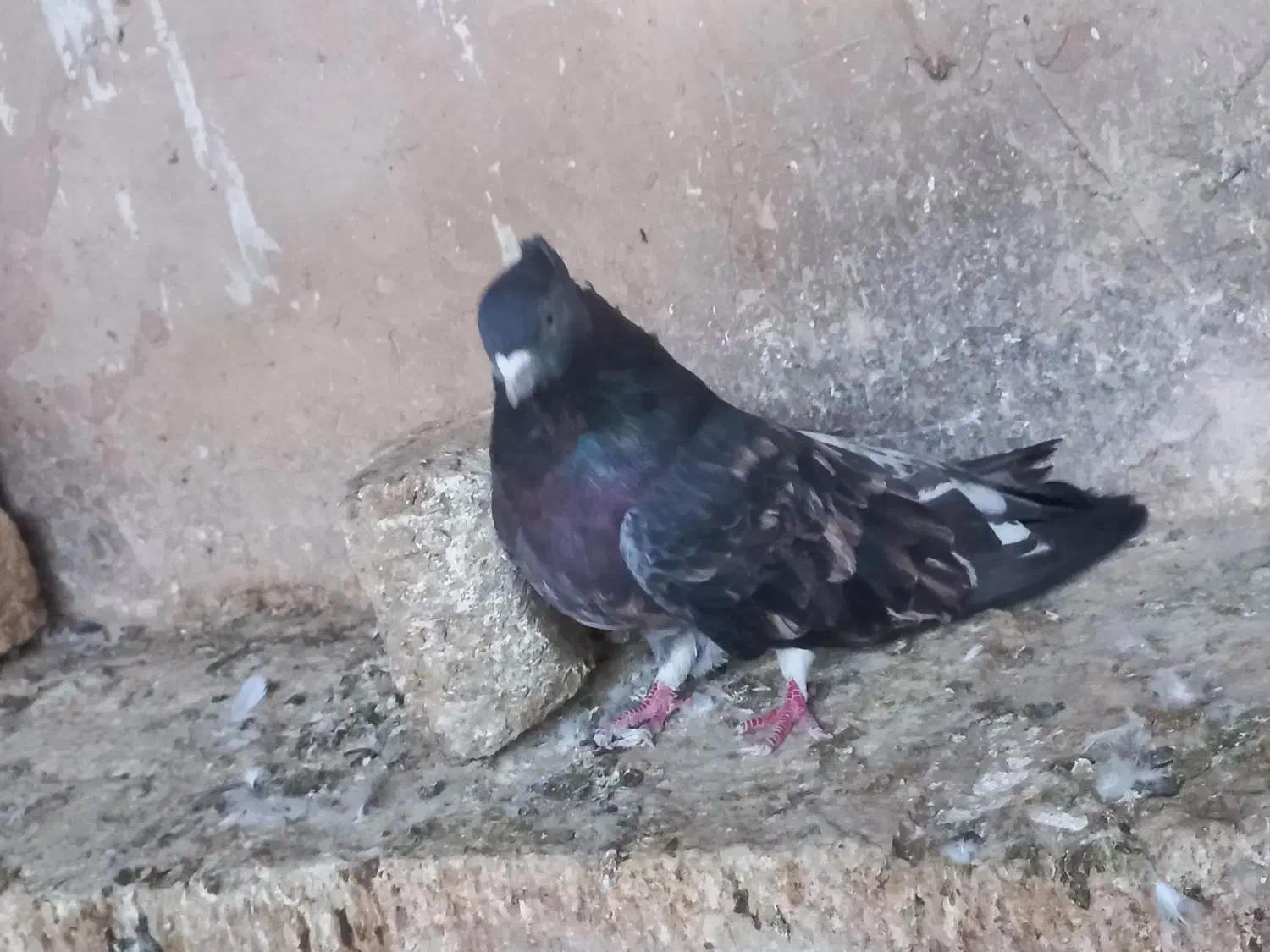 سرورآتشی|پرنده|کبودرآهنگ, |دیوار