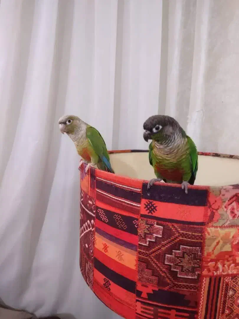 یک جفت گرینچیک مولد|پرنده|بابل, |دیوار