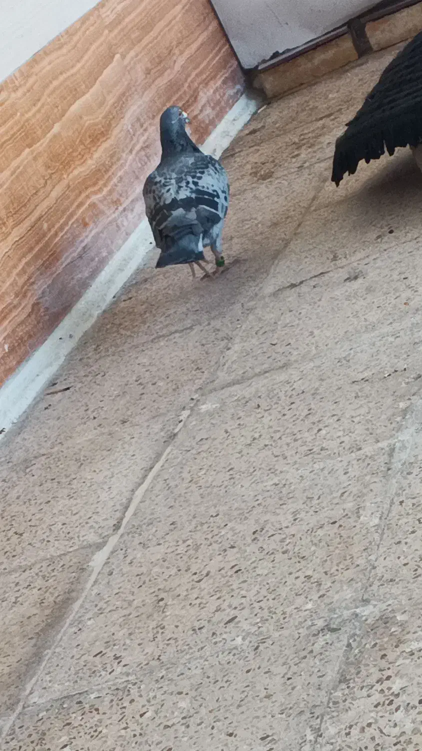 پلاکی|پرنده|شادگان, |دیوار