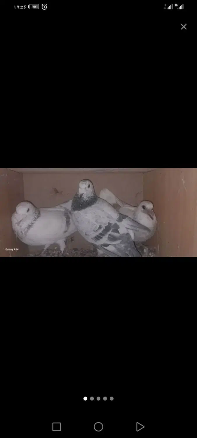 کبوتر پلاکی|پرنده|الوند, |دیوار