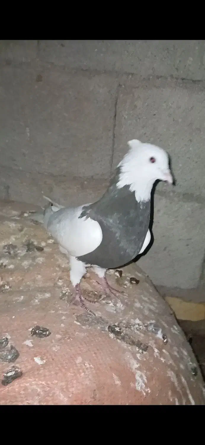 نر طوقی|پرنده|شوشتر, |دیوار