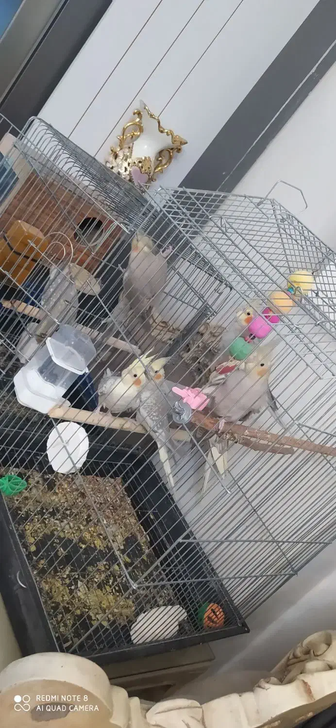 عروس هلندی|پرنده|اسلام‌شهر, شهرک مهدیه|دیوار