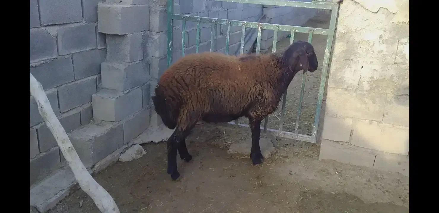 بره قوچ|حیوانات مزرعه|کوهدشت, |دیوار