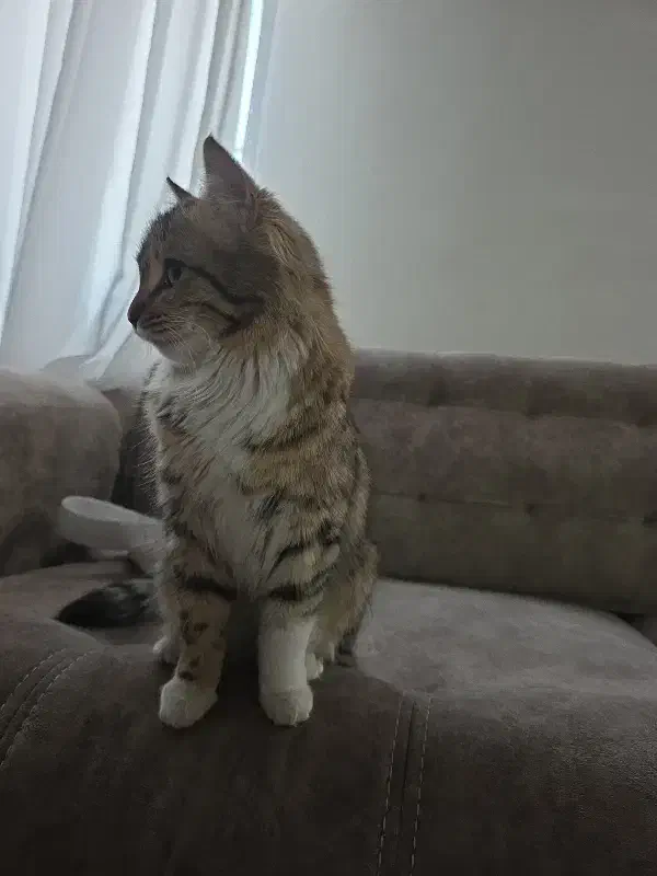 واگزاری گربه|گربه|فردیس, شهرک شهید حسینی|دیوار