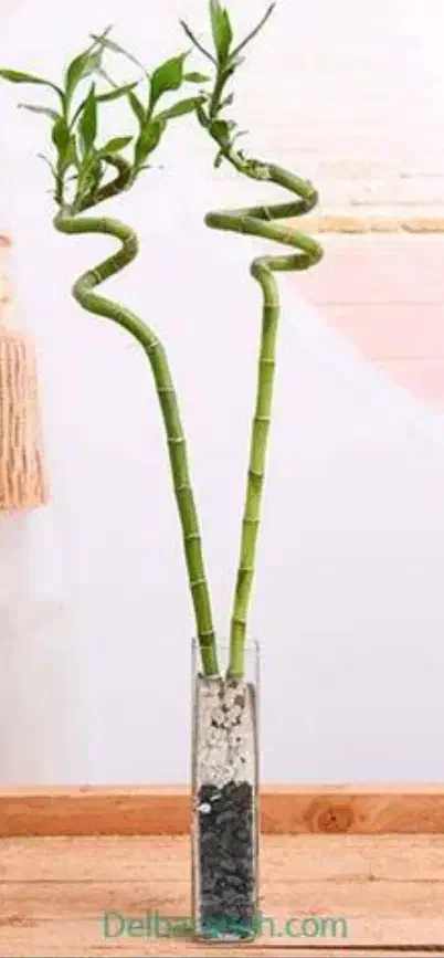 فروش گل بامبو گل ثروت|گل و گیاه طبیعی|نقده, |دیوار