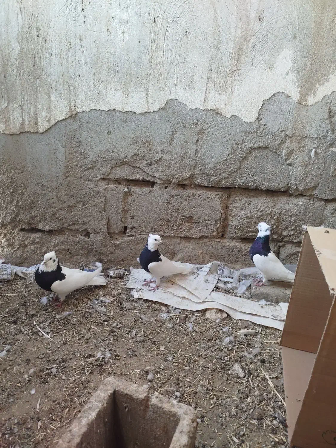 طوقی و کله ای|پرنده|فیروزآباد (آذربایجان), |دیوار