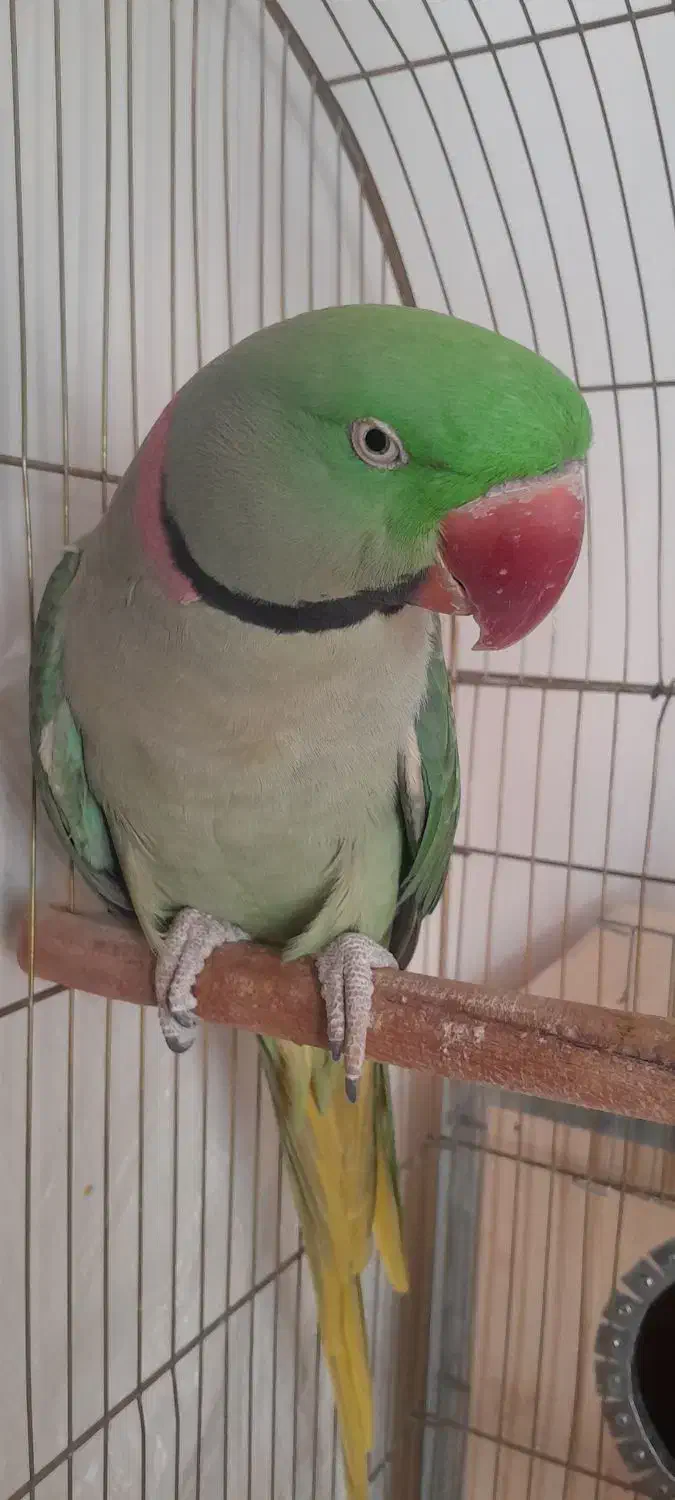 فروش شاه طوطی|پرنده|نقده, |دیوار