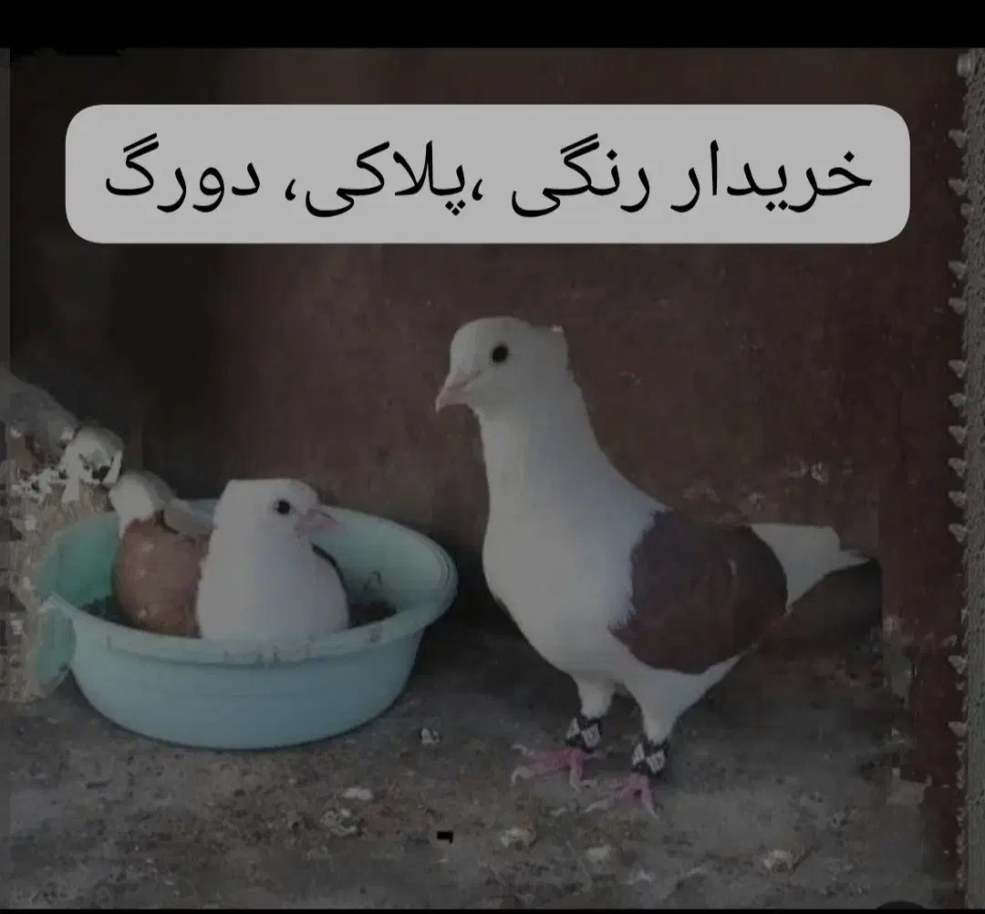 کبوتر|پرنده|شوشتر, |دیوار