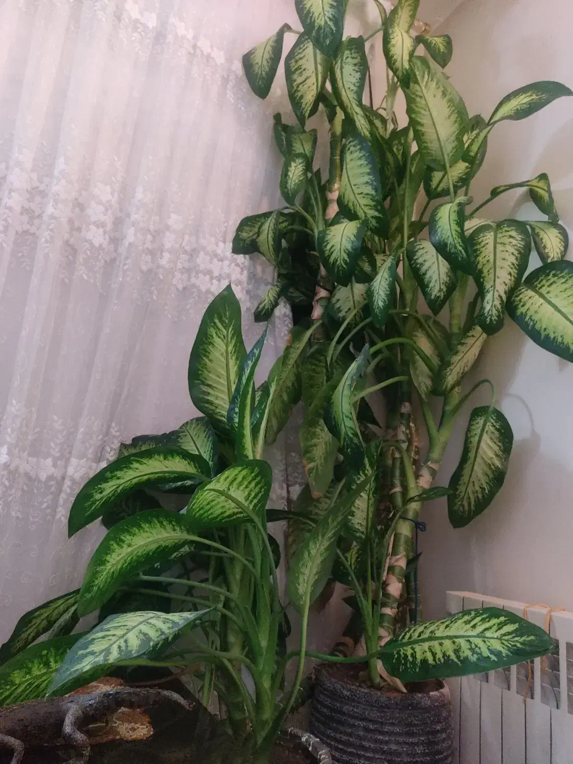 2عدرخت دیفن باخیا خارجی واز نوع ماده|گل و گیاه طبیعی|تهران, شهرک شهید رجایی (کوی نوبنیاد)|دیوار