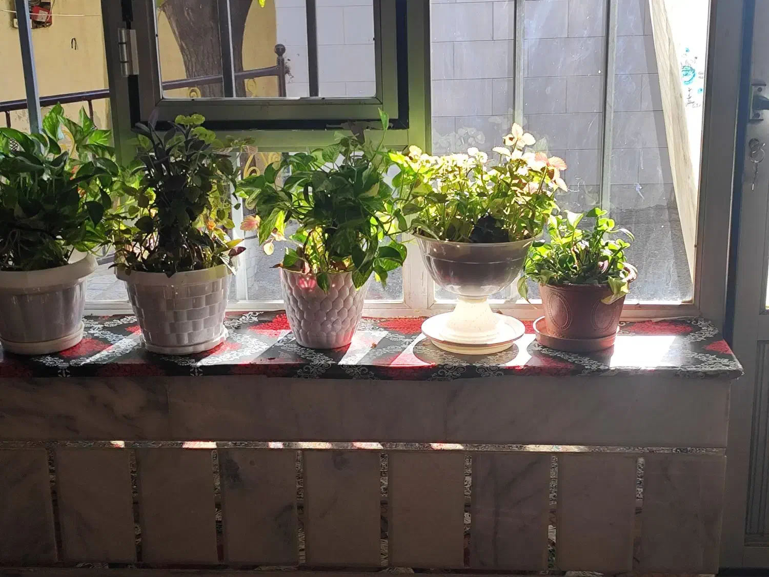 فروش گل طبیعی|گل و گیاه طبیعی|لردگان, |دیوار