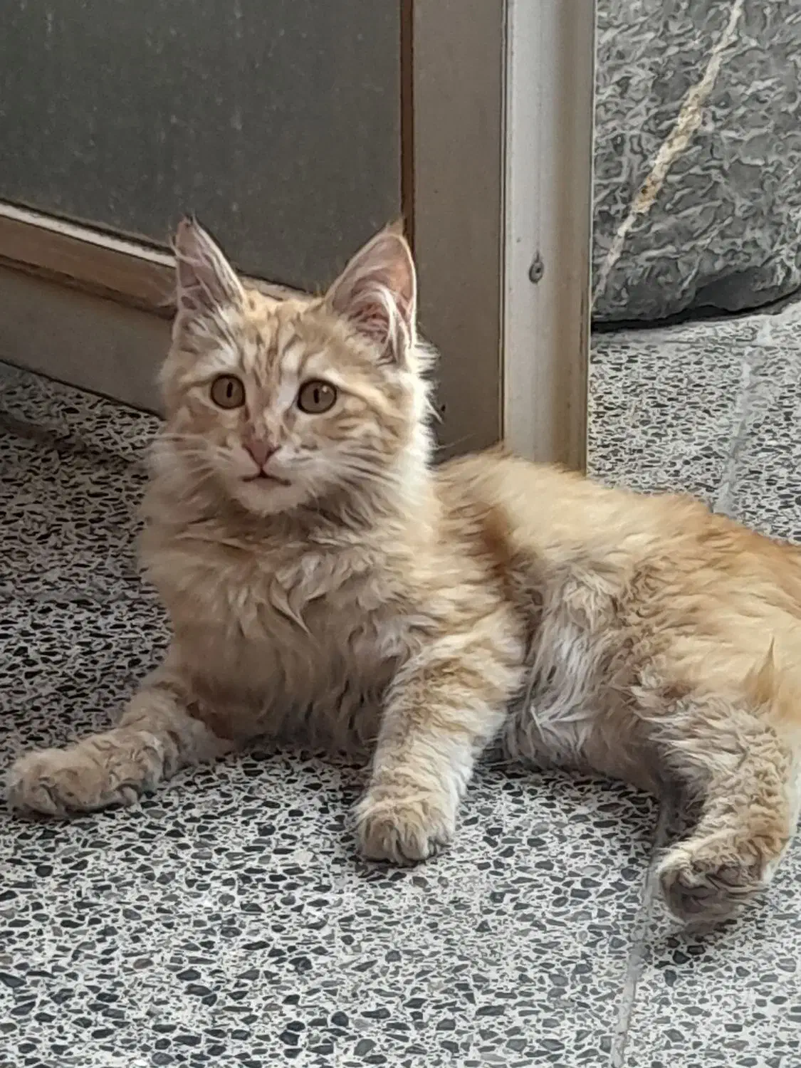 گربه|گربه|یزد, |دیوار