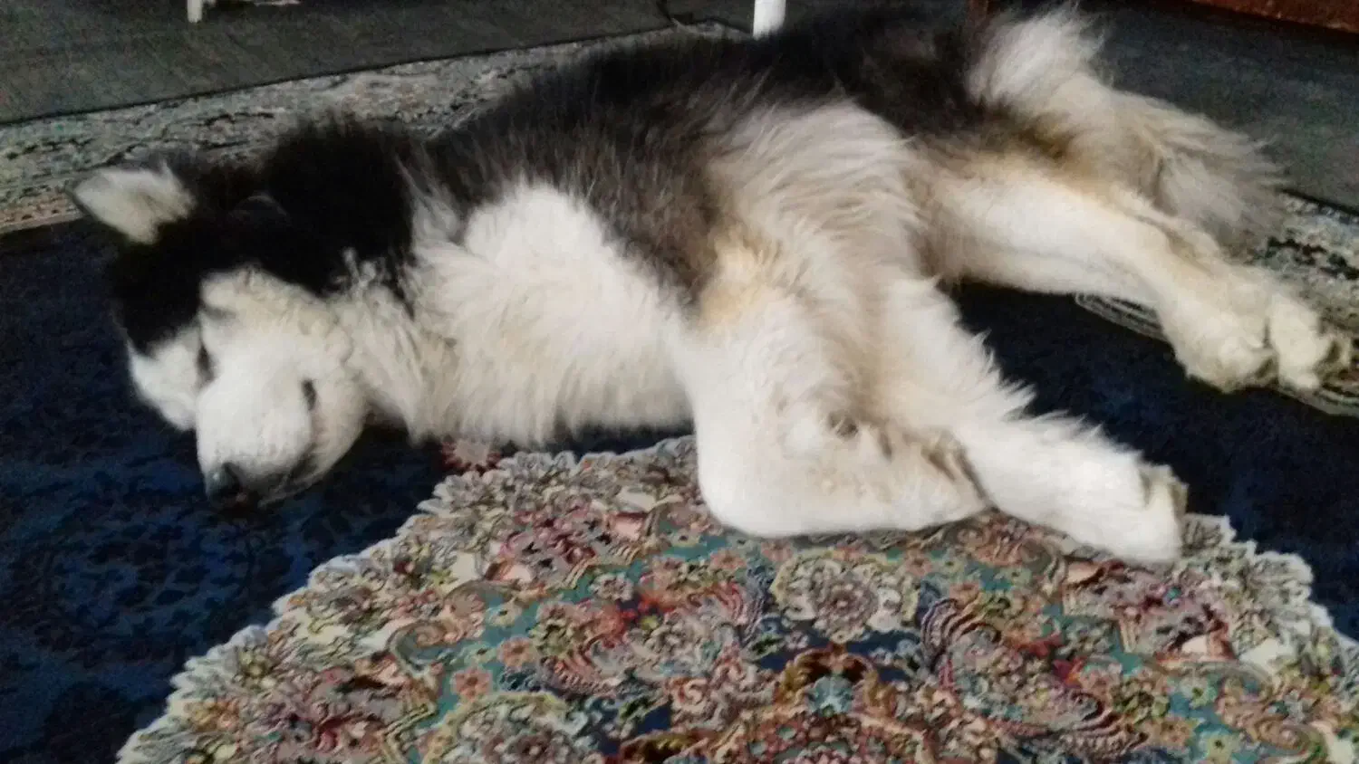 گمشده|سگ|رشت, رودبارتان|دیوار