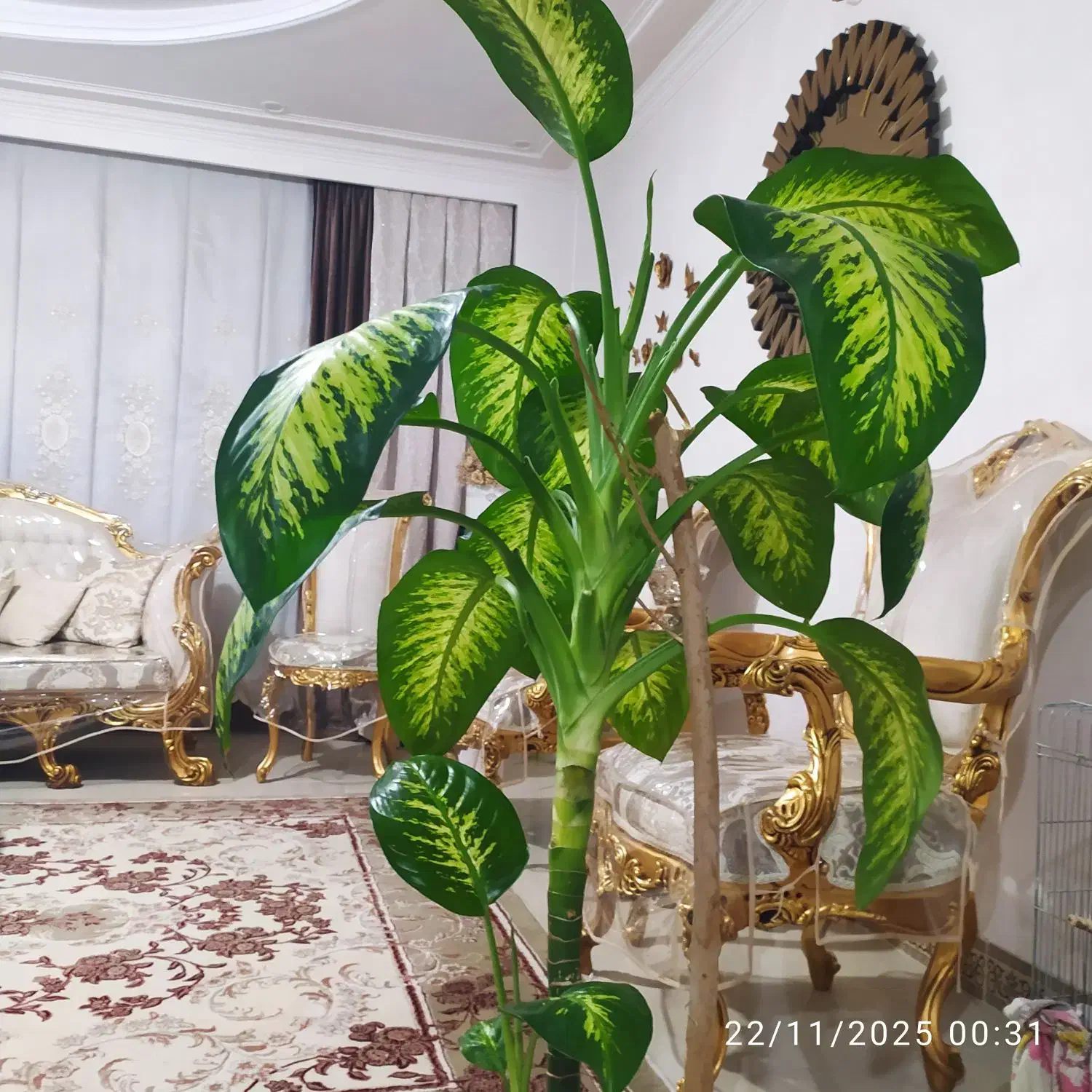 گل دیفن باخیا|گل و گیاه طبیعی|قرچک, میرزائی شمالی|دیوار