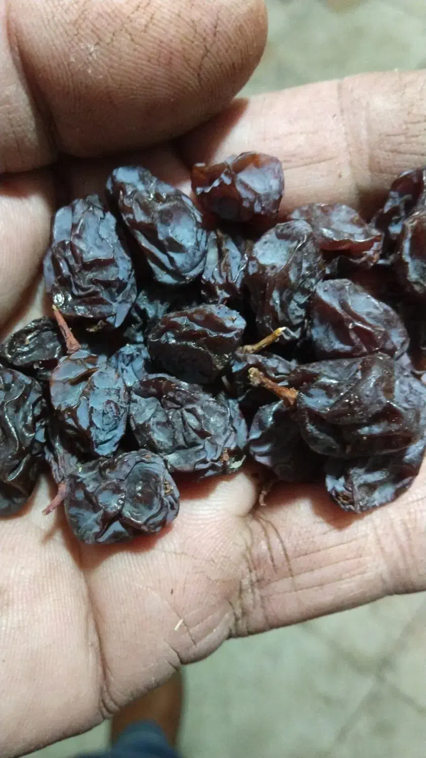 مویز درجه یک باچوغ|خوردنی و آشامیدنی|شیراز, احمدی جنوبی|دیوار