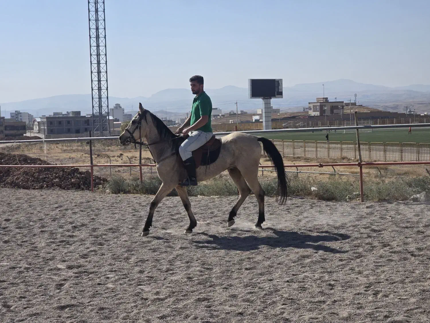 اسب نریون اصل ترکمن|اسب و تجهیزات اسبسواری|میانه, |دیوار