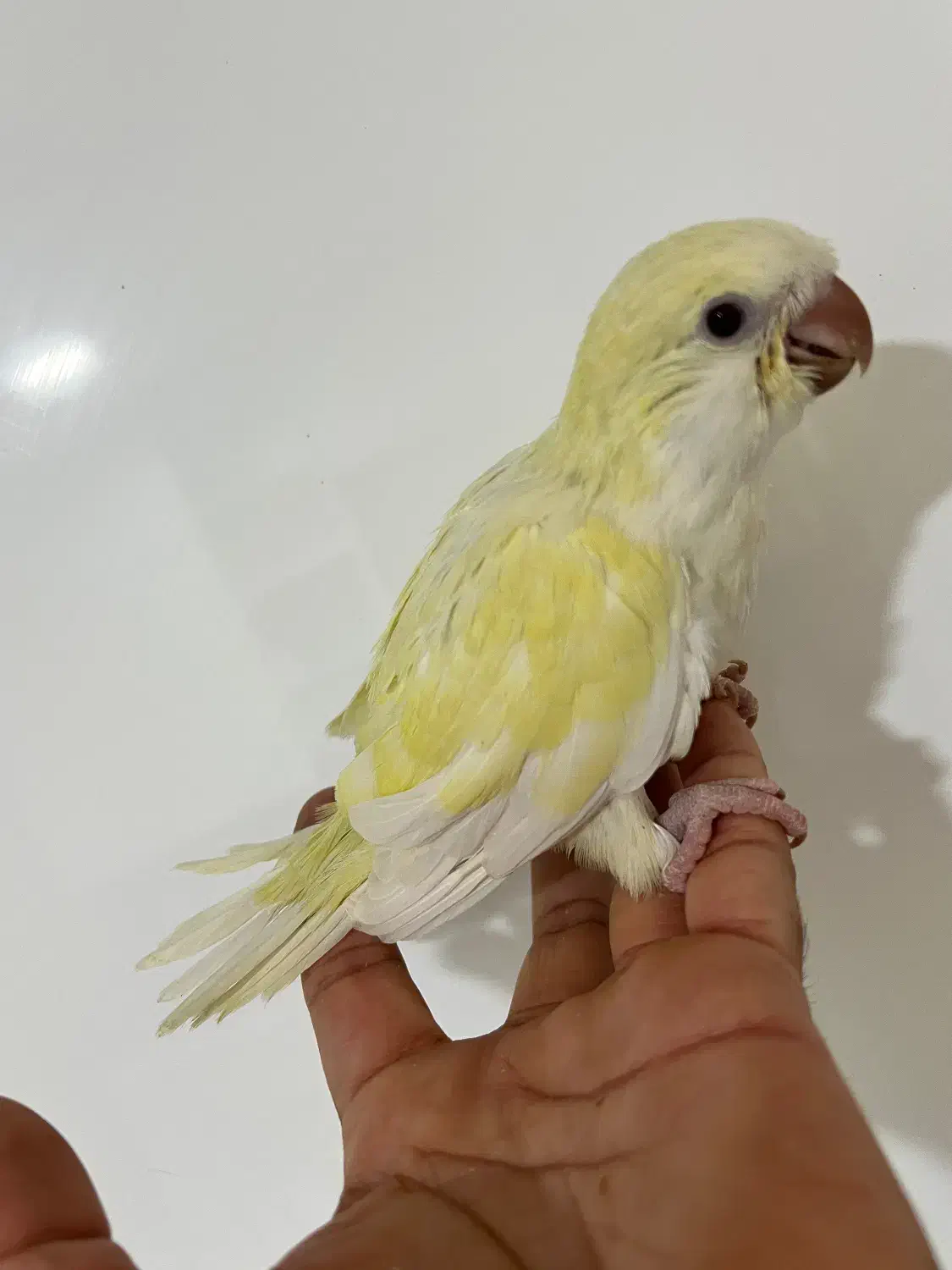 راهب گرینچیک عروس هلندی فنچ شکلاتی|پرنده|بندر کنگان, |دیوار